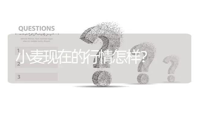 小麦现在的行情怎样? | 养殖问题解答