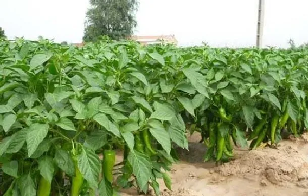 植物常识问题|露地辣椒种植方法和时间（建议收藏高产栽培技术详细）