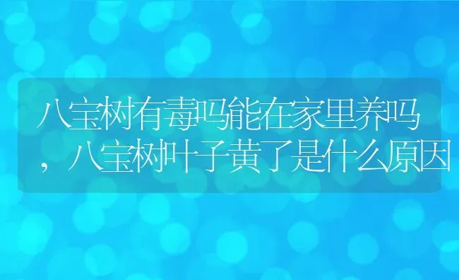 八宝树有毒吗能在家里养吗,八宝树叶子黄了是什么原因 | 养殖常见问题