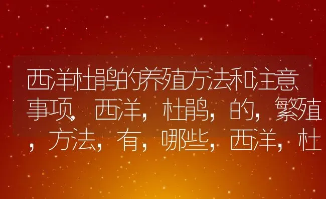 西洋杜鹃的养殖方法和注意事项,西洋，杜鹃，的，繁殖，方法，有，哪些，西洋，杜鹃，怎么，扦插，种植？ | 养殖常见问题