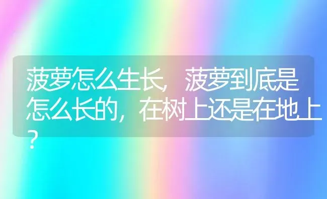 菠萝怎么生长,菠萝到底是怎么长的，在树上还是在地上？ | 养殖常见问题