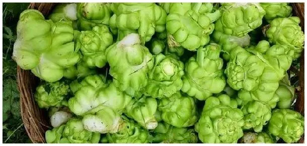 榨菜在地里长什么样 | 三农问答