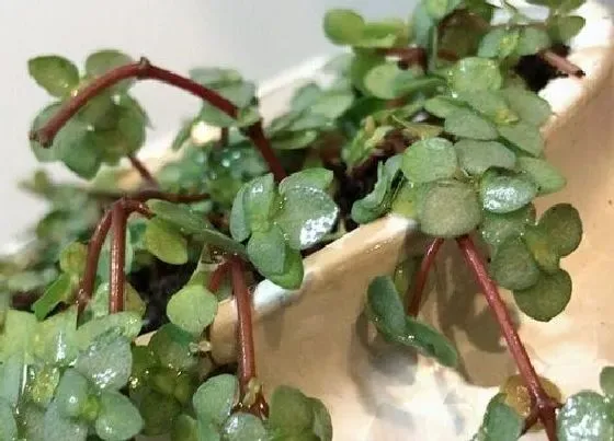 植物常识问题|吸油烟最强的植物排名 什么花放在厨房吸油烟最好