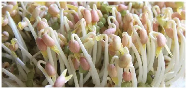 豆芽用什么豆发的 | 三农问答