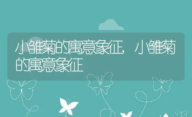 小雏菊的寓意象征,小雏菊的寓意象征 | 养殖常见问题