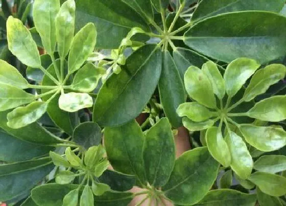 植物常识问题|金钱树如何施肥笋芽蹭蹭冒