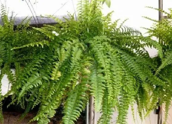 植物常识问题|吸油烟最强的植物排名 什么花放在厨房吸油烟最好