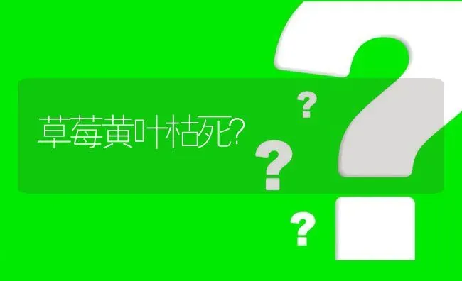 草莓黄叶枯死? | 养殖问题解答