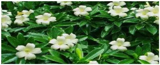 非洲茉莉怎么浇水 | 科普知识