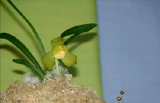 植物常识问题|世界上最贵的兰花叫什么（中国最稀有最贵的一盆兰花图片）