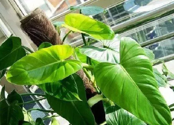 植物常识问题|家中的绿宝石盆栽怎样正确养护