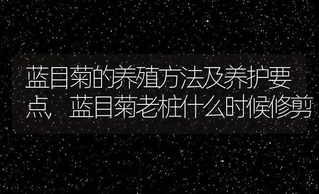 蓝目菊的养殖方法及养护要点,蓝目菊老桩什么时候修剪 | 养殖常见问题