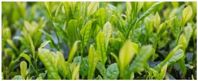 蒙顶产什么茶 | 农业常识