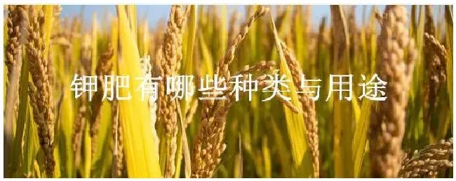 钾肥有哪些种类与用途 | 生活常识