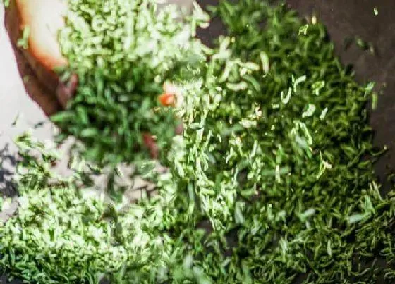 植物常识问题|碧螺春的功效与作用