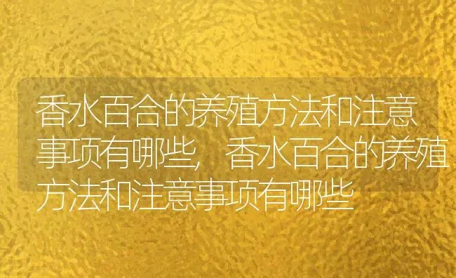 香水百合的养殖方法和注意事项有哪些,香水百合的养殖方法和注意事项有哪些 | 养殖常见问题