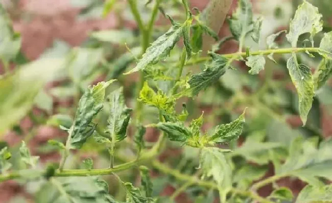 植物常识问题|西红柿卷叶是什么原因造成的（叶子卷起来了是什么病）