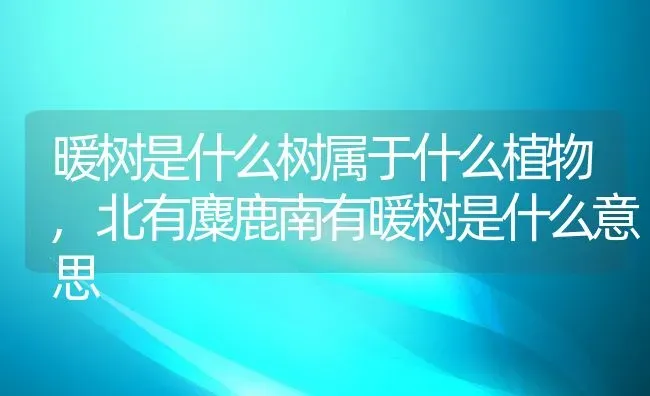 暖树是什么树属于什么植物,北有麋鹿南有暖树是什么意思 | 养殖常见问题