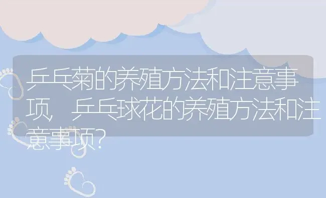乒乓菊的养殖方法和注意事项,乒乓球花的养殖方法和注意事项？ | 养殖常见问题
