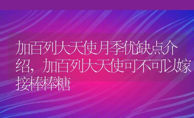 加百列大天使月季优缺点介绍,加百列大天使可不可以嫁接棒棒糖 | 养殖常见问题