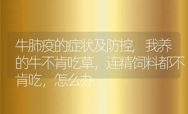 牛肺疫的症状及防控,我养的牛不肯吃草，连精饲料都不肯吃，怎么办 | 养殖常见问题