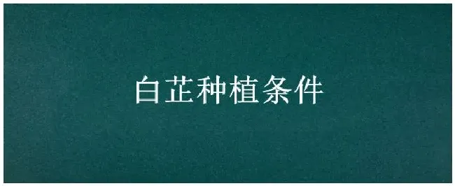 白芷种植条件 | 三农答疑