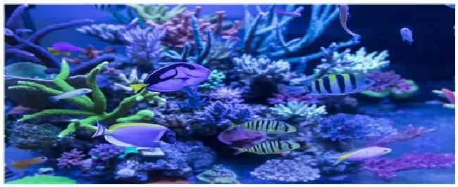 观赏鱼有哪些 | 科普知识