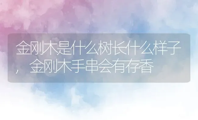 金刚木是什么树长什么样子,金刚木手串会有存香 | 养殖常见问题