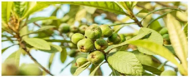 枇杷苗种植注意事项 | 生活常识