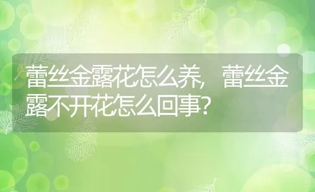 蕾丝金露花怎么养,蕾丝金露不开花怎么回事？ | 养殖常见问题