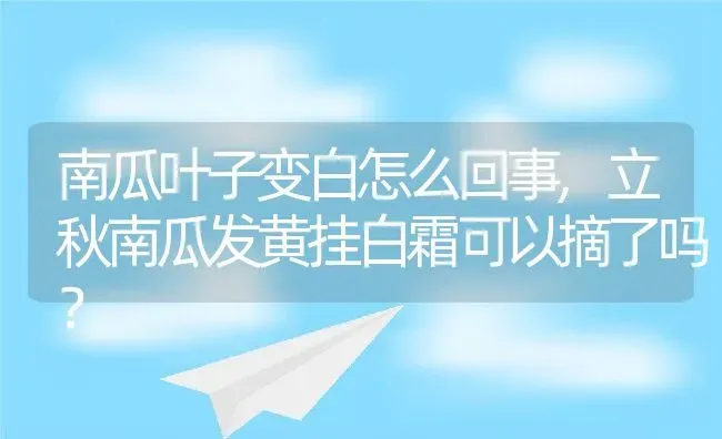 南瓜叶子变白怎么回事,立秋南瓜发黄挂白霜可以摘了吗？ | 养殖常见问题