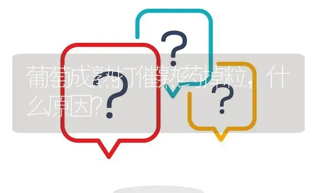 葡萄成熟打催熟药掉粒,什么原因? | 养殖问题解答