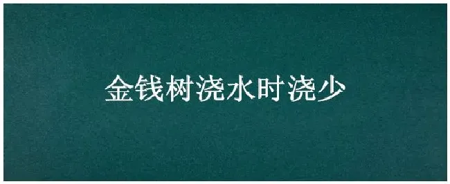 金钱树浇水时浇少 | 农业常识