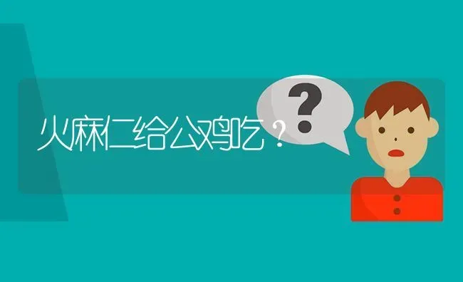 火麻仁给公鸡吃? | 养殖问题解答