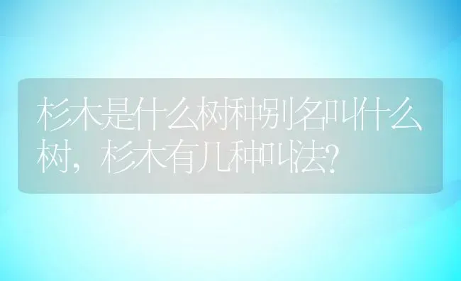 杉木是什么树种别名叫什么树,杉木有几种叫法？ | 养殖常见问题