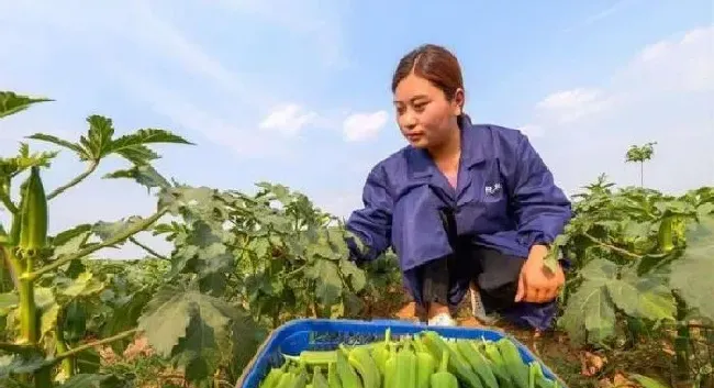 植物常识问题|种植秋葵的田间管理方法（秋葵的种植方法和注意事项）