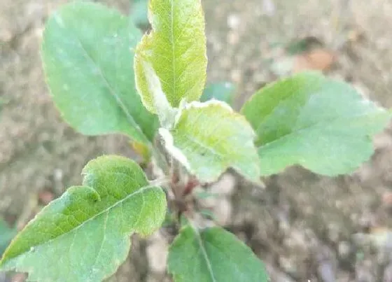 植物常识问题|苹果苗新品种