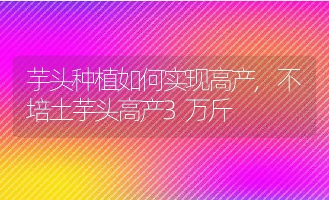 芋头种植如何实现高产,不培土芋头高产3万斤 | 养殖常见问题