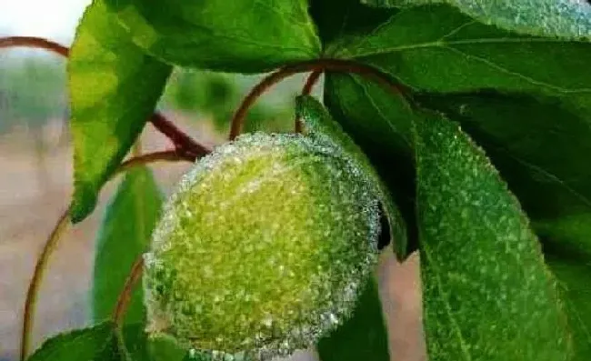 植物常识问题|苹果树只开花不结果怎么回事（苹果树开花不坐果的原因）