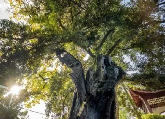 植物常识问题|门前有树的风水好不好 大门前种树对风水的影响及禁忌