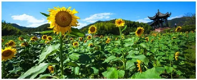 葵花籽种植时间和方法 | 农业常识