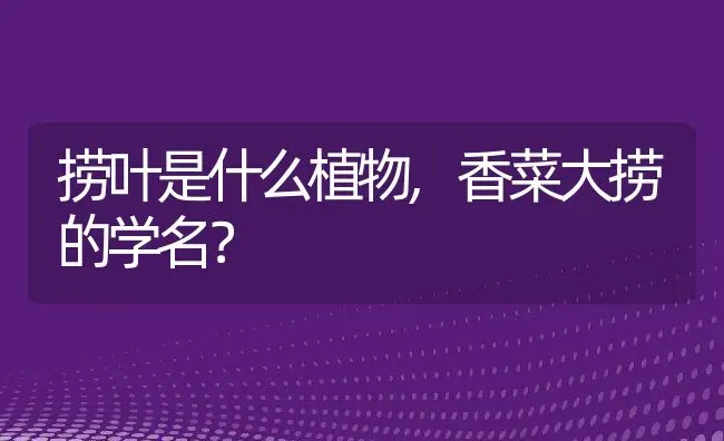 捞叶是什么植物,香菜大捞的学名？ | 养殖常见问题