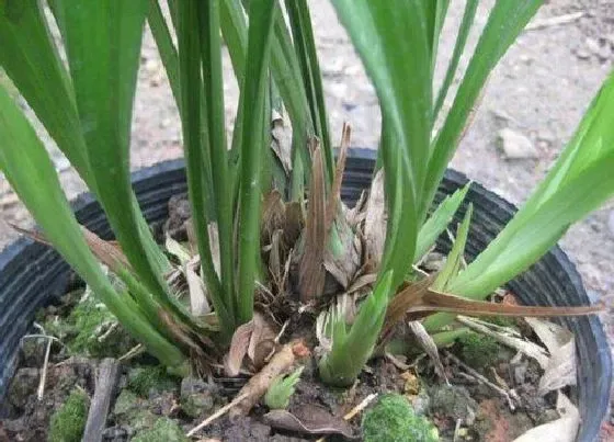 植物常识问题|冬季怎么养护兰花冒的芽更多更壮