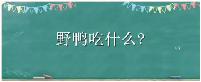 野鸭吃什么 | 三农答疑