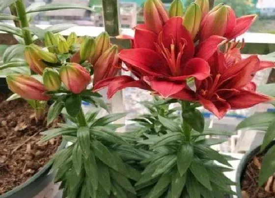 植物常识问题|百合花盆栽的养殖方法