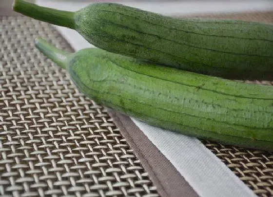 植物常识问题|丝瓜品种