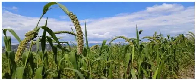 小米是什么植物的果实 | 农业常识