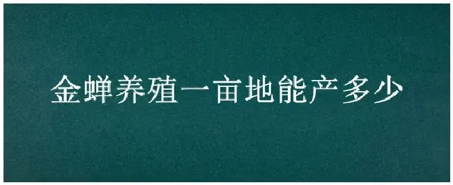 金蝉养殖一亩地能产多少 | 三农答疑