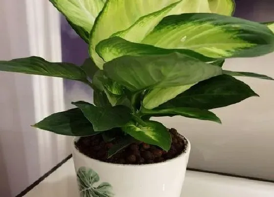 植物常识问题|吸油烟最强的植物排名 什么花放在厨房吸油烟最好