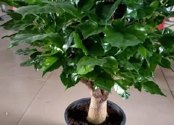 植物常识问题|丛生幸福树和独杆幸福树的区别
